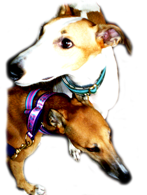 Pacific Rain Custom Dog Collars on Greyhounds