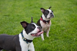 Pacific Rain Custom Collars - Roxie and Boomer