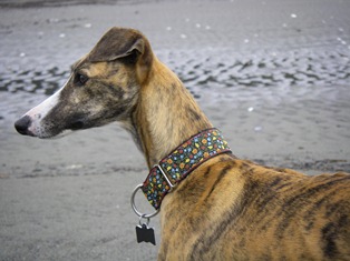 Pacific Rain Custom Collars - Cricket