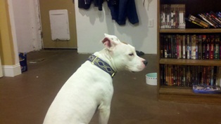 Pacific Rain Custom Collars - Layla