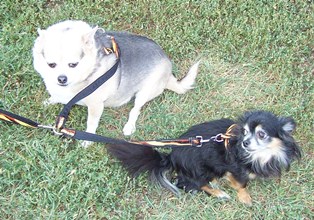 Pacific Rain Custom Collars - Chico and Chauncey