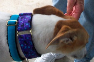 Pacific Rain Custom Collars - Roxie