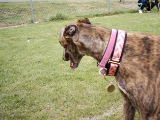 Pacific Rain Custom Collars - A Shy Moment